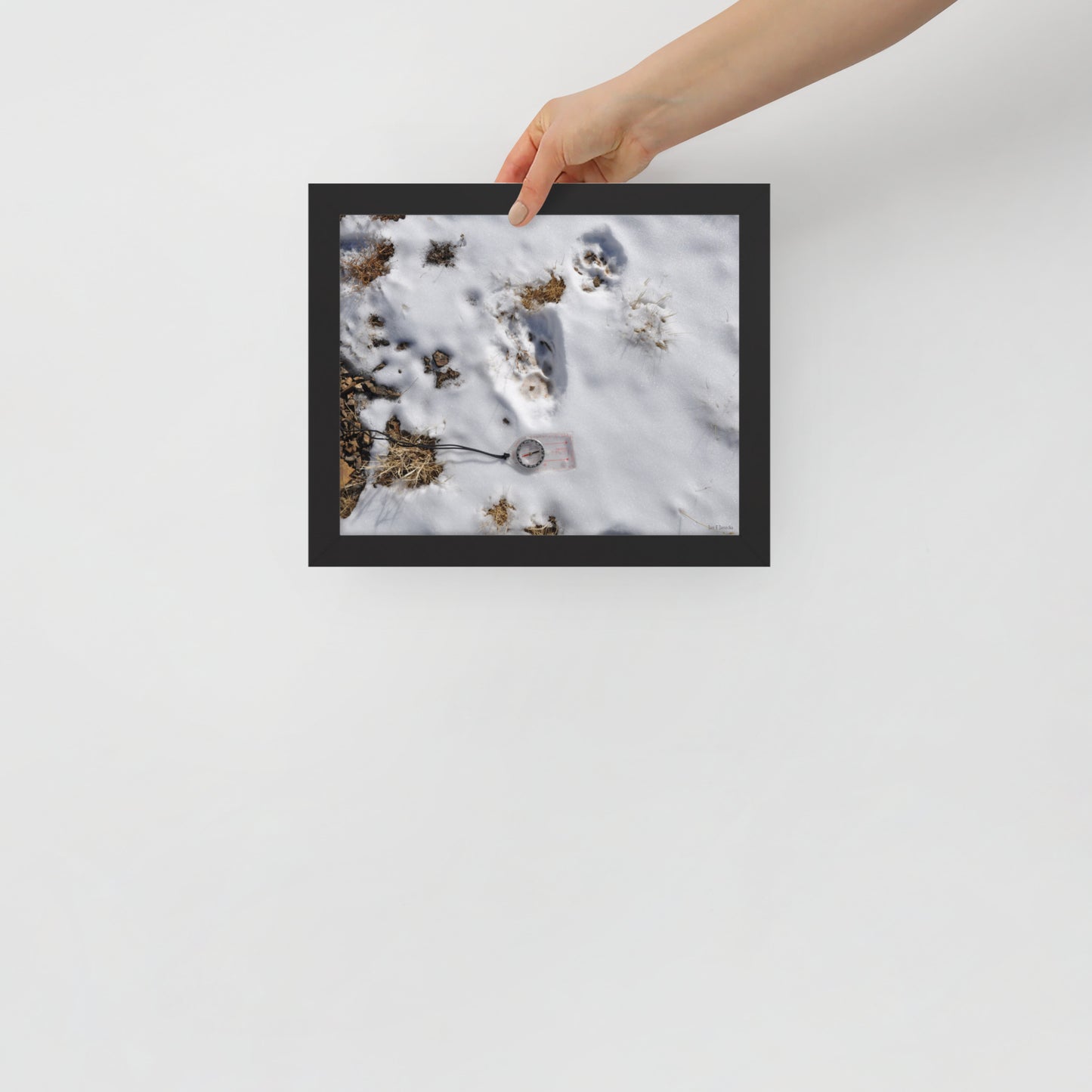 Framed poster, Snow leopard tracks on ridge in Mongolia 4