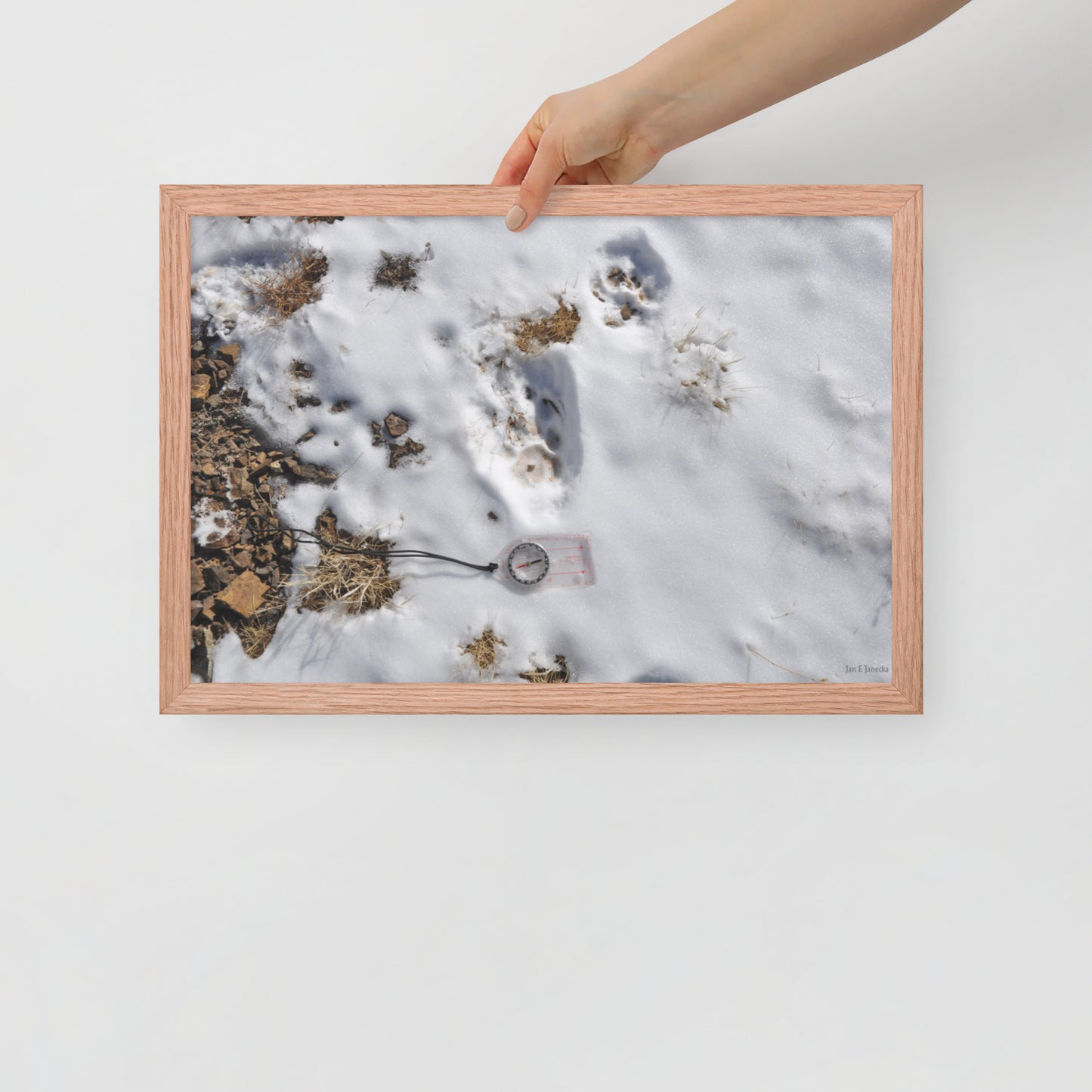 Framed poster, Snow leopard tracks on ridge in Mongolia 4