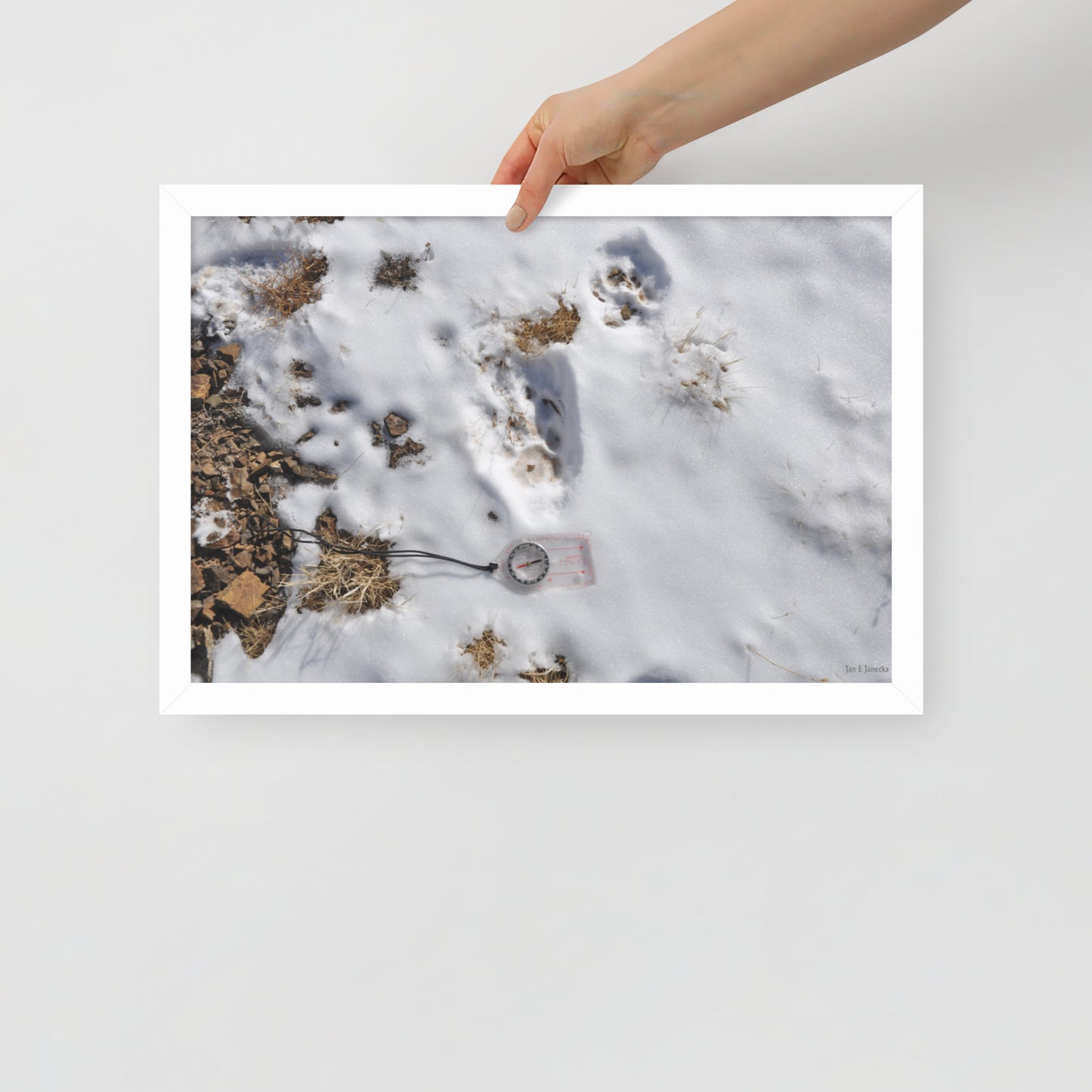 Framed poster, Snow leopard tracks on ridge in Mongolia 4