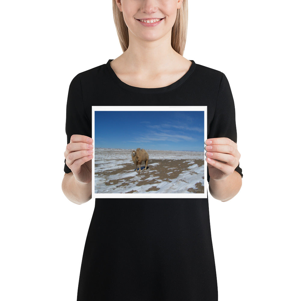 Poster, camel in Gobi of Mongolia