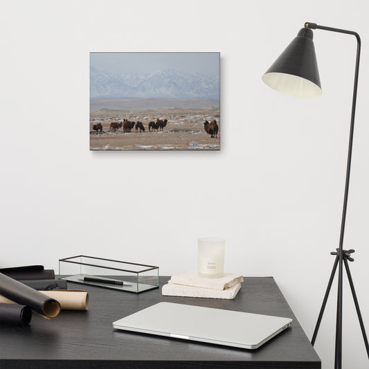 Canvas, photo of camels in Gobi of Mongolia