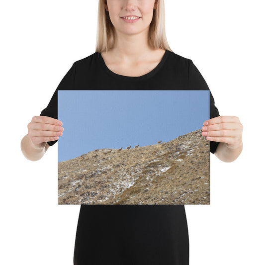 Canvas, photo of ibex in Mongolia 1