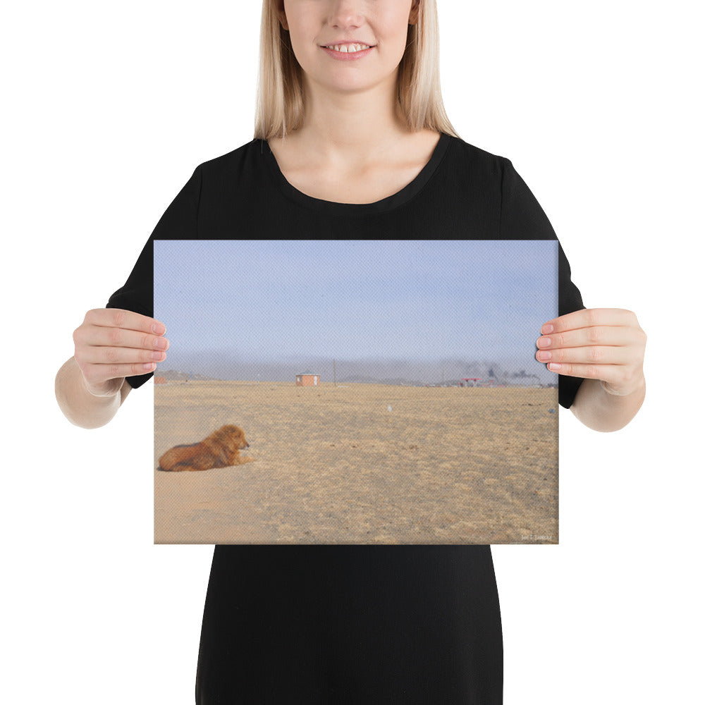 Canvas, photo of dog in Gobi of Mongolia