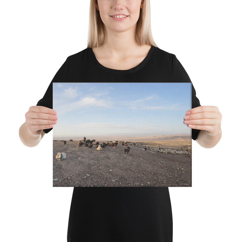 Canvas, sheep and goats in Gobi of Mongolia 318