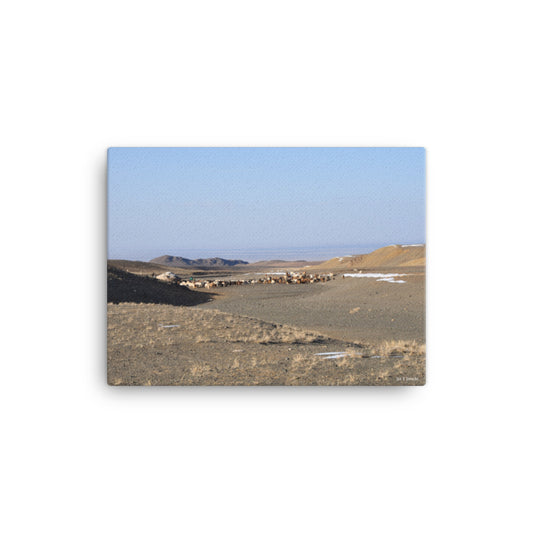 Canvas, photo of gher and sheep in Gobi of Mongolia 139