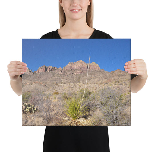 Canvas, Agave plant with Chiso Mountains in Big Bend NP 276