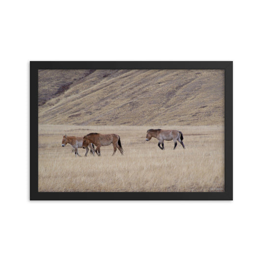 Framed poster, Przewalski’s horses in Hustai National Park in Mongolia 2