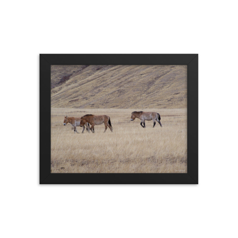 Framed poster, Przewalski’s horses in Hustai National Park in Mongolia 2