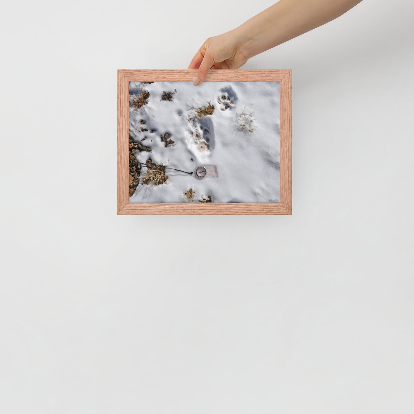 Framed poster, Snow leopard tracks on ridge in Mongolia 4