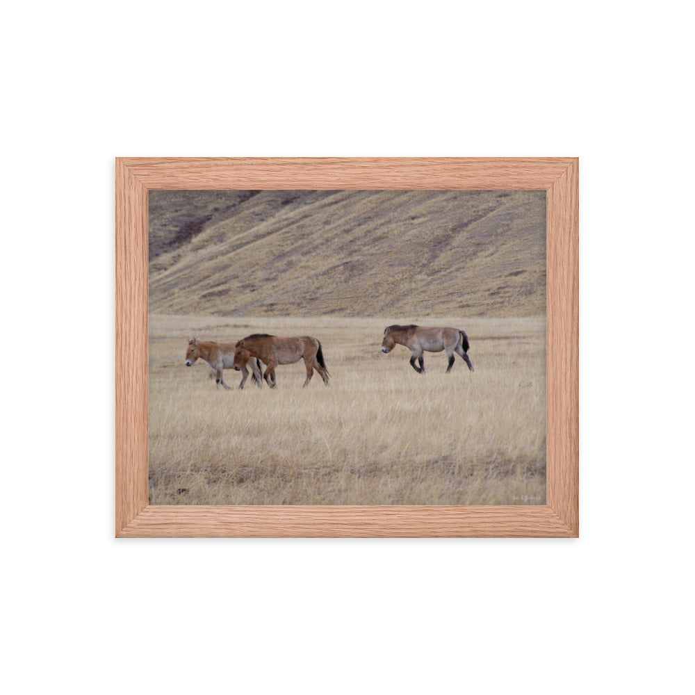 Framed poster, Przewalski’s horses in Hustai National Park in Mongolia 2