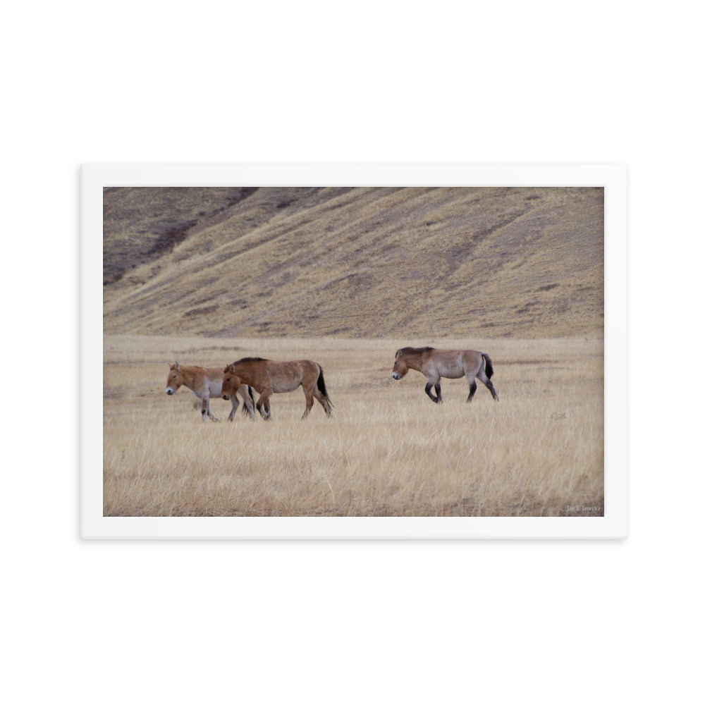 Framed poster, Przewalski’s horses in Hustai National Park in Mongolia 2