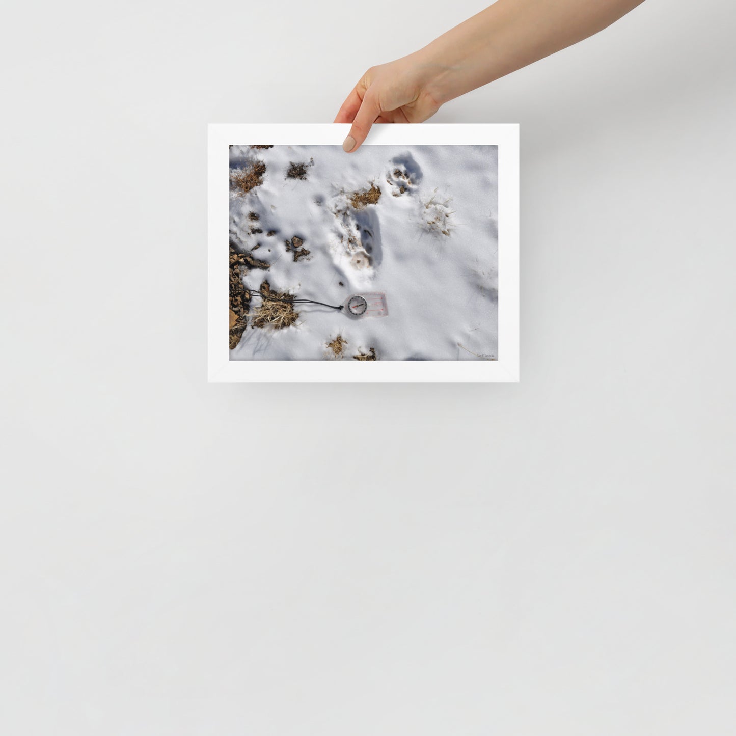 Framed poster, Snow leopard tracks on ridge in Mongolia 4